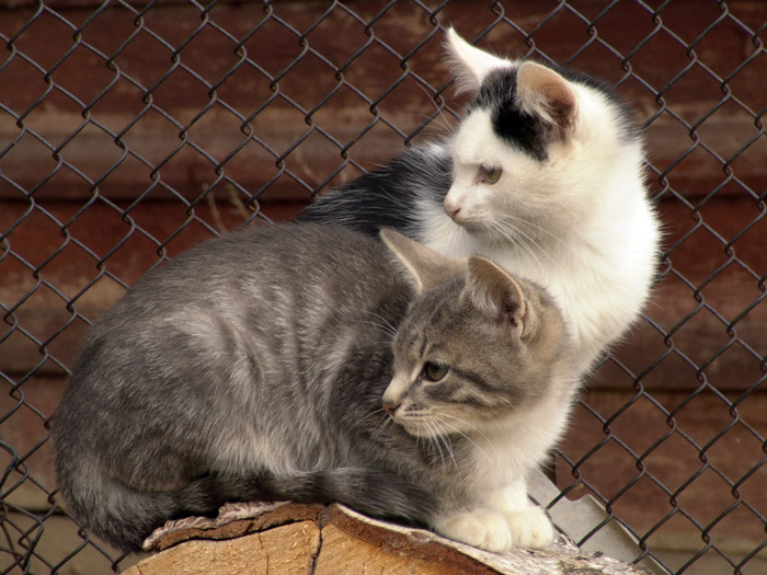 Кошачий интерес кошка