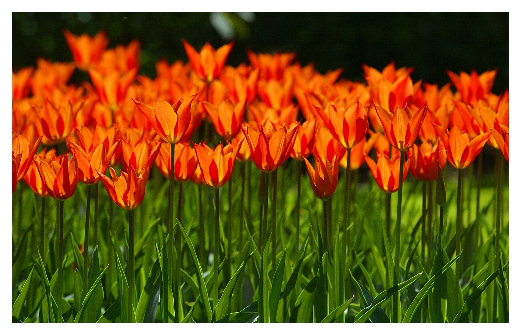 * Keukenhof Holland Nederlands