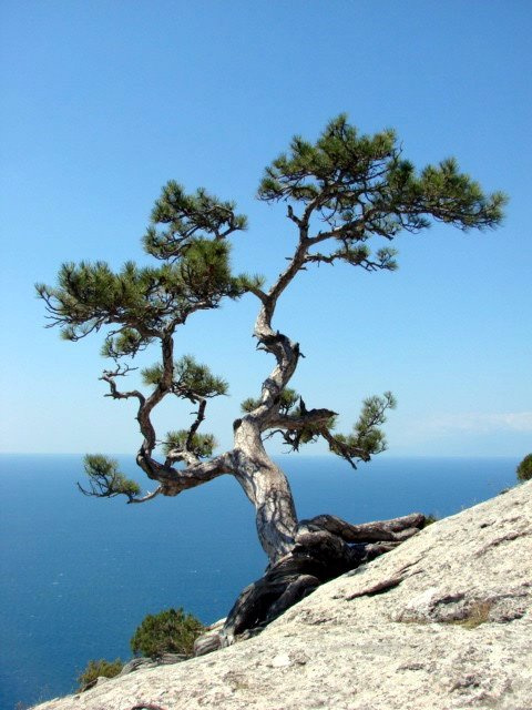 Дерево над морем 