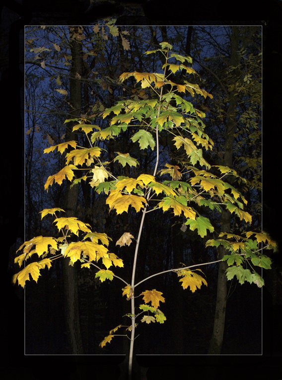 Ночной Клён ночь клен