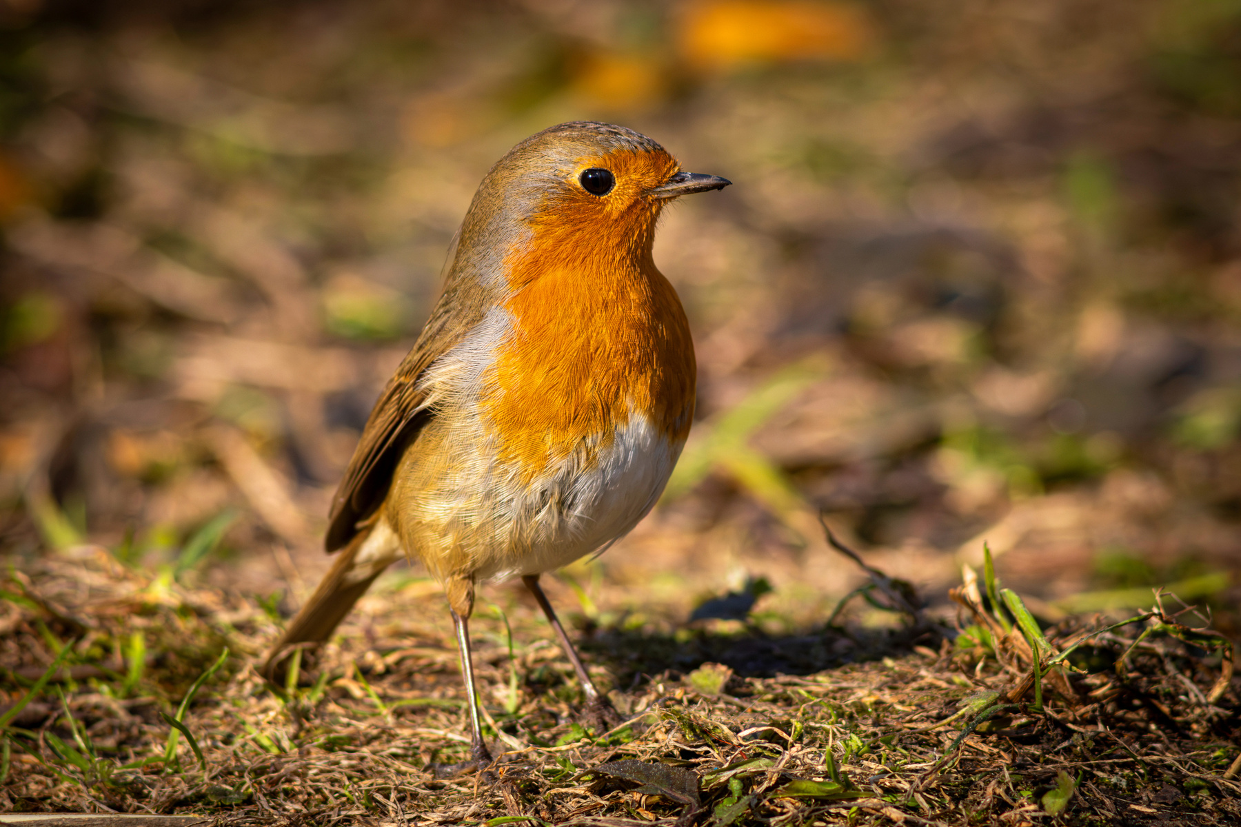 Зарянка Зарянка Малиновка Erithacus rubecula European robin