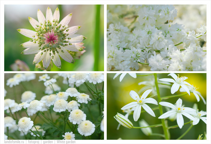 White garden 