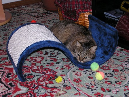Эх, тяжела жизнь у домашней кошки. кошка, дом