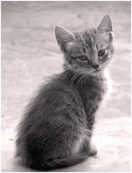 Портрет!!! кот, кошка, котенок, cat, little, kitten,