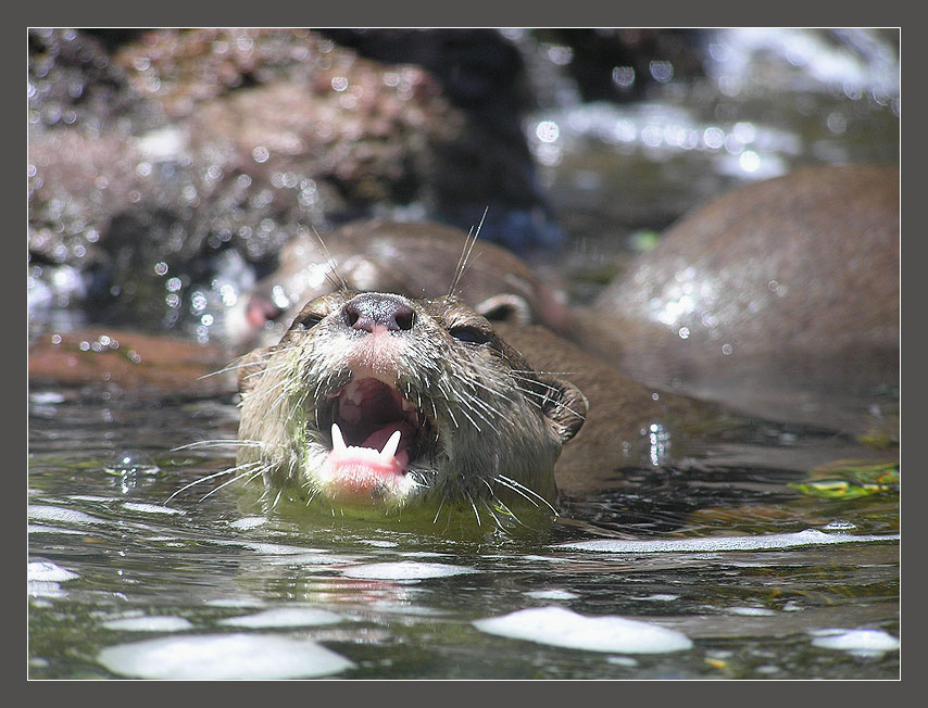 Любопытная! Выдра вода живтное