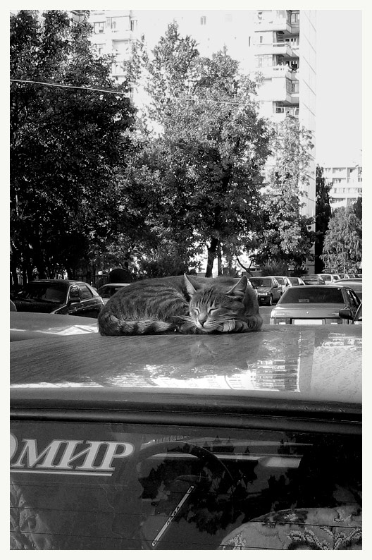 МИР кошка