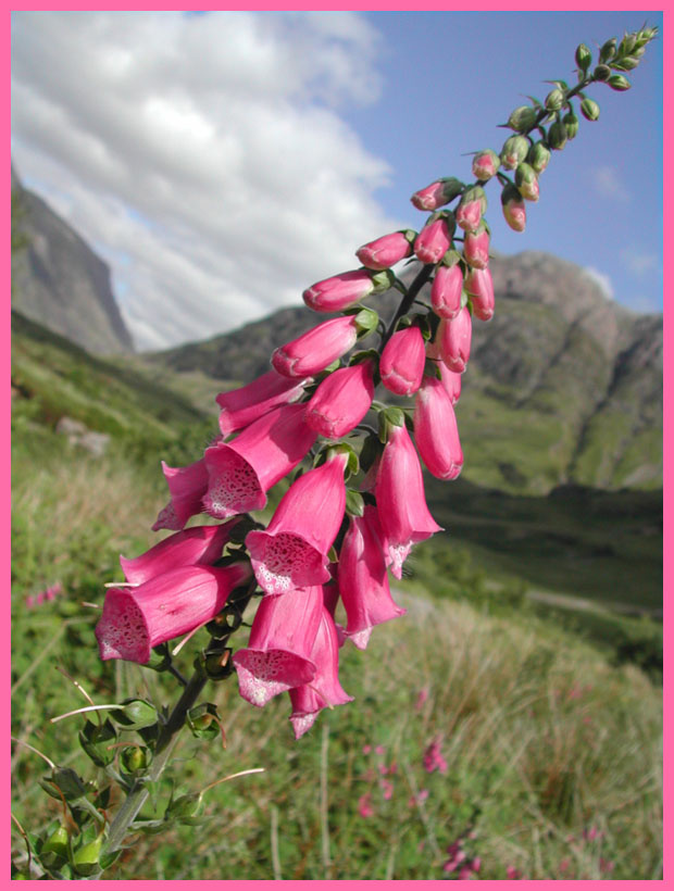 Digitales dans les Highlands шотландия écosse цветы fleurs наперстянка digitales foxgloves