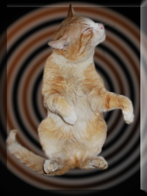 мяООООООООММММММММ! кот, кошак, кошаренок, котенок, кошка