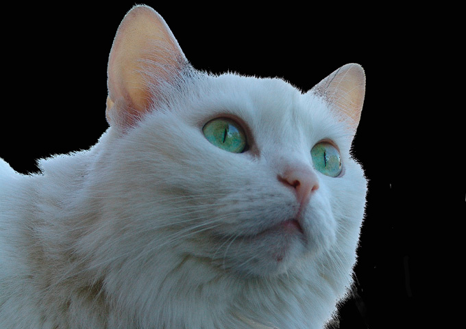 «Бакс» (посмертно) Кот