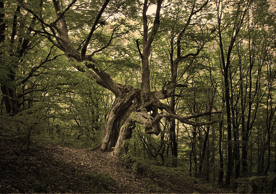 Deep forest 