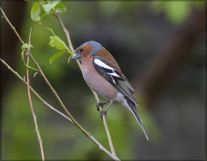 Зябликовый самец Зяблик (Fringilla coelebs)