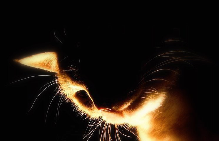 Месяц кошак свет
