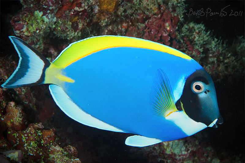 хирург 2 хирург рыба blue surgeon fish Maldives Мальдивы anion