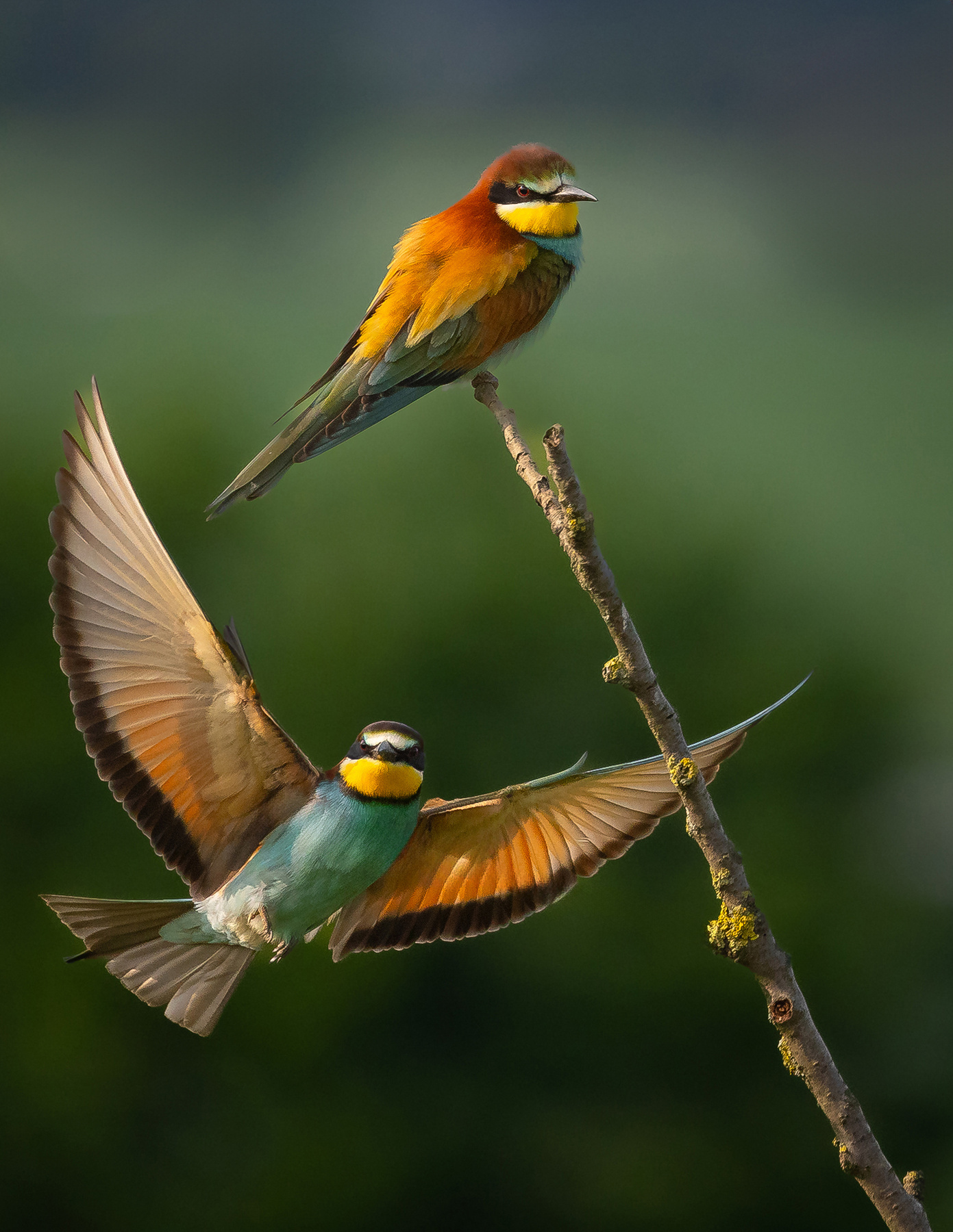 Bee-eater 