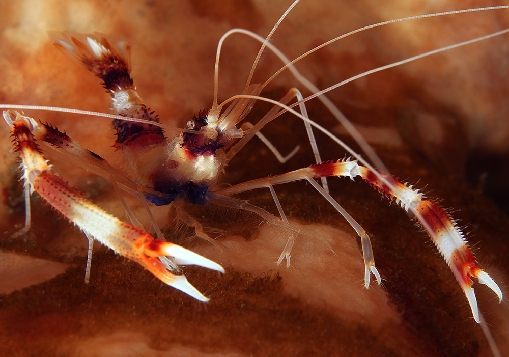 Ready for fight ! креветка боксер, boxer shrimp