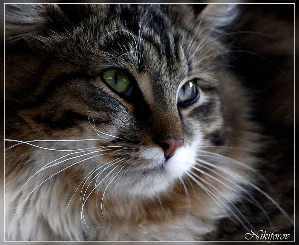 Уличная красавица Кошка