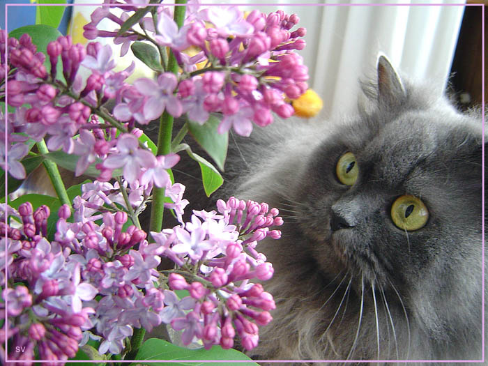 Пятилистник цветы сирень кошка кот взгляд cat