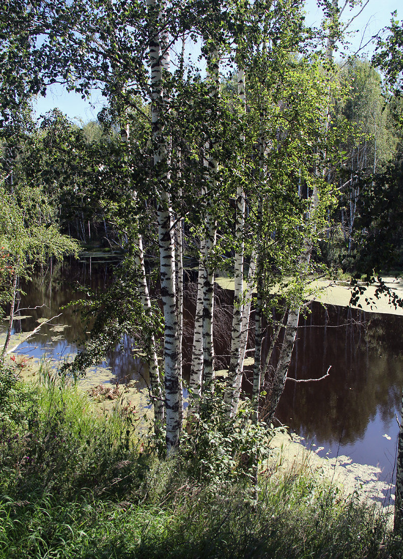 Лесное озеро лето вода лес озеро березы