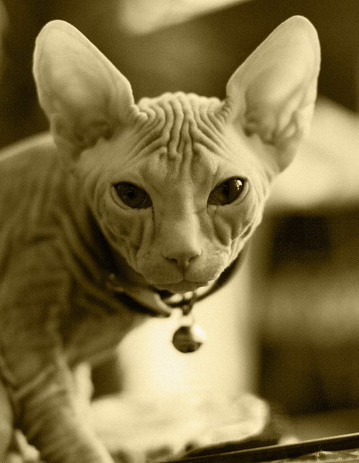 Есть ли жизнь на Марсе? кот космос