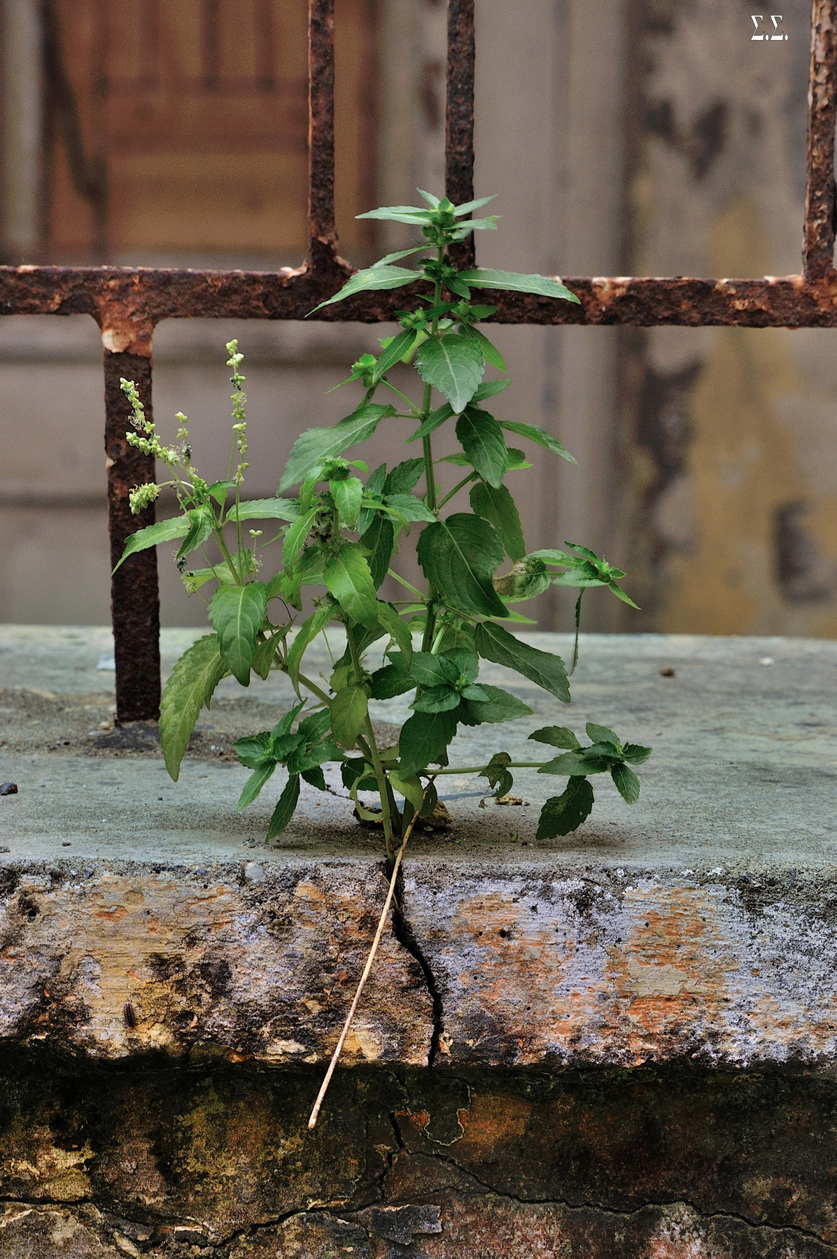 THROUGH ARMED CEMENT 