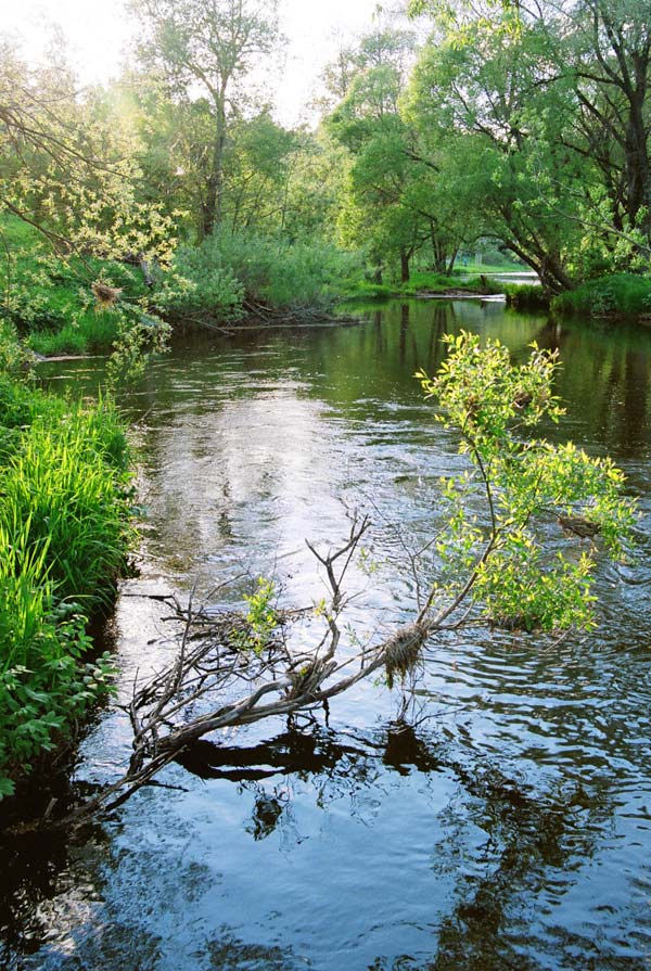 Течение тихой речки река Вашана ветки течение весна вода