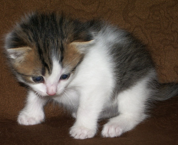 Не, петь не буду. Смущаюсь! котенок