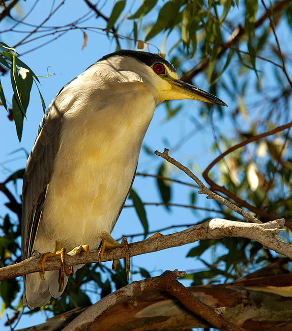 На дневке Кваква, Nycticorax nycticorax, Лагуна Малибу, Black-crowned Night-Herron, Devereux Slough, California