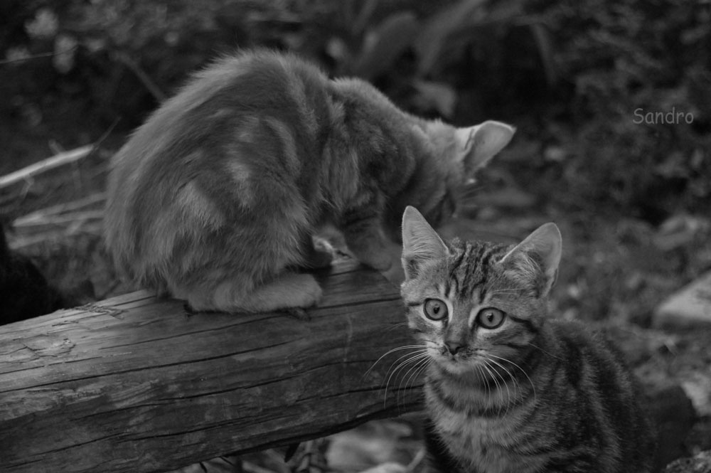 коты=) дача котыта детство