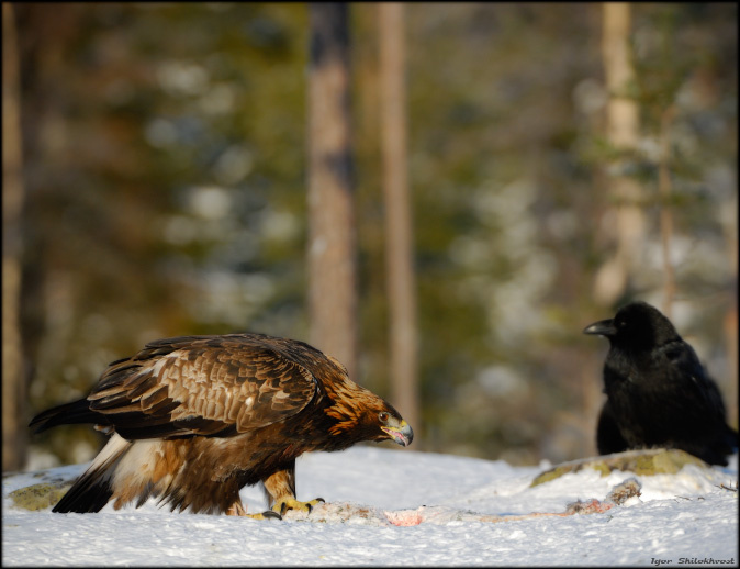 bird of prey 