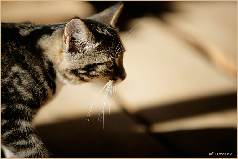 Кошка, которая гуляет сама по себе 