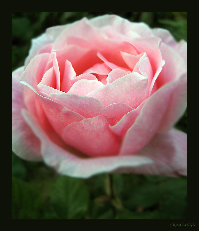 Pink rose Розовая, роза