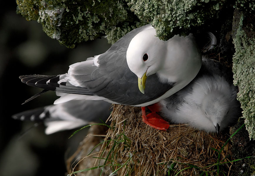 Кто там? Говорушка, Rissa brevirostris, Red-legged Kittiwake, St. George Island, the Pribilofs, Bering Sea, Alaska