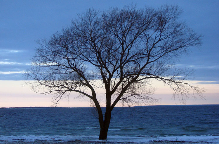 Alone tree, sky, sea, ocean, water, nature, дерево, море, небо
