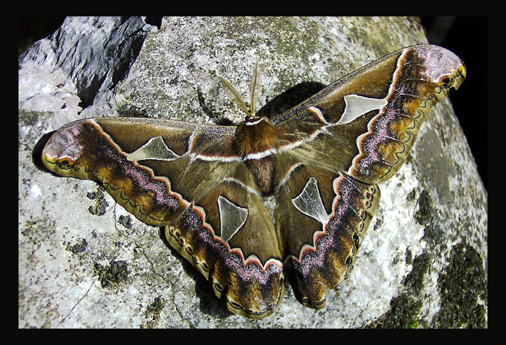 Фавориты луны Rothschildia Saturnidae West Mexico