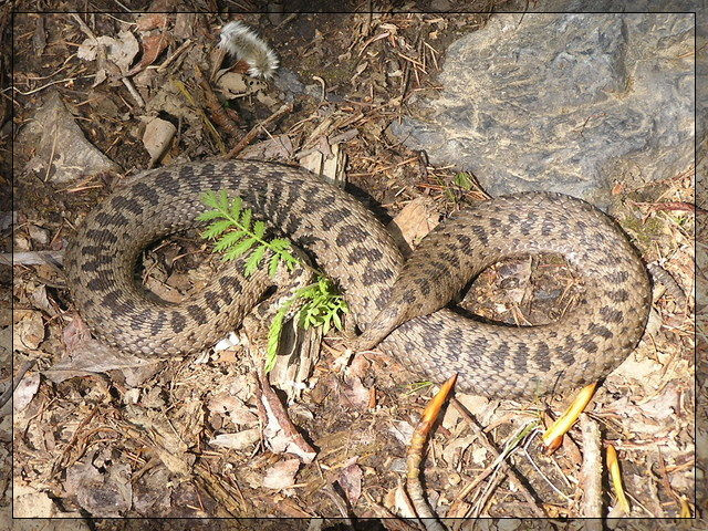 бесконечность змея гадюка vipera