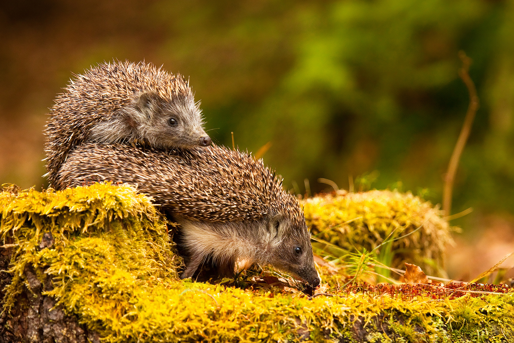 Hedgehog 