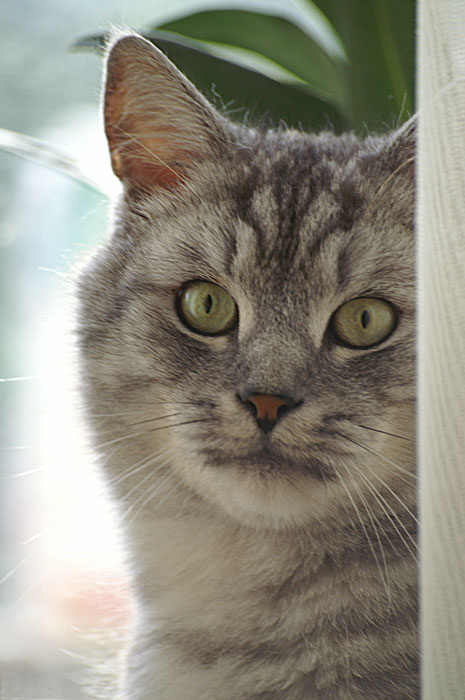 Кот животные кошки кот