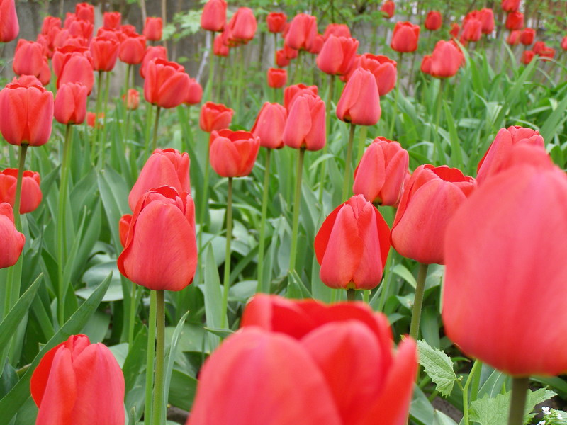 tulips tulipe, flowers