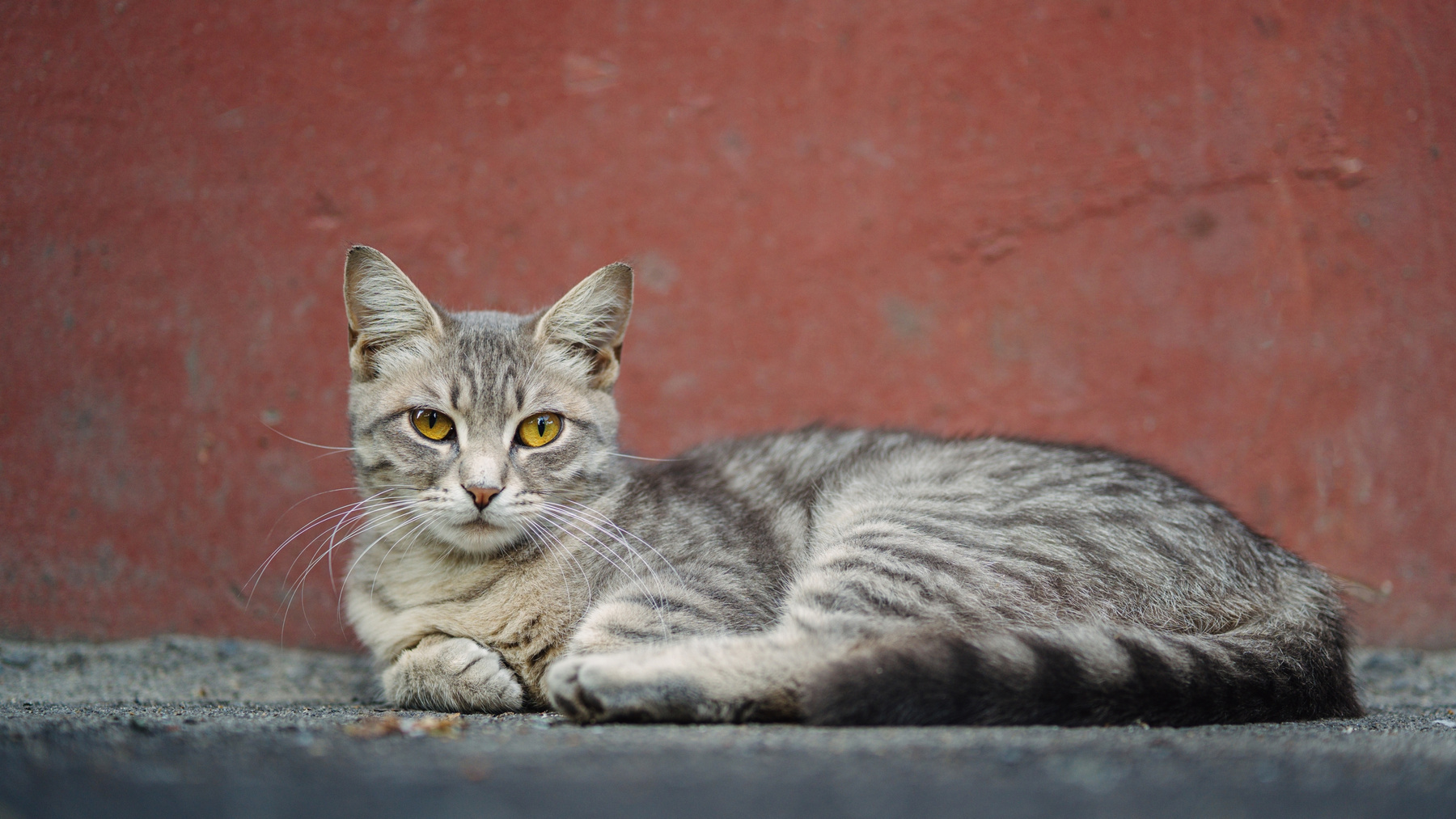 Кошка 