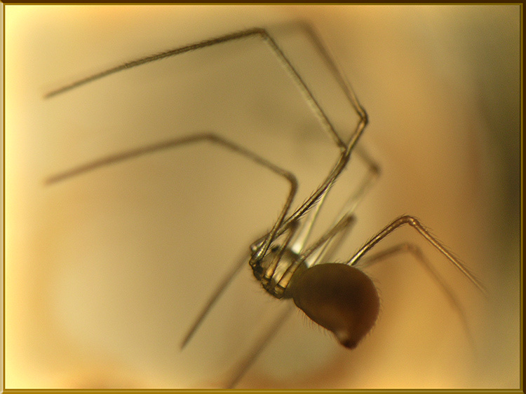 серия Миры Подоконника: микро ШЕЛОБ 8-)) Шелоб spider паук Толкиен макро микроскоп macro microscope