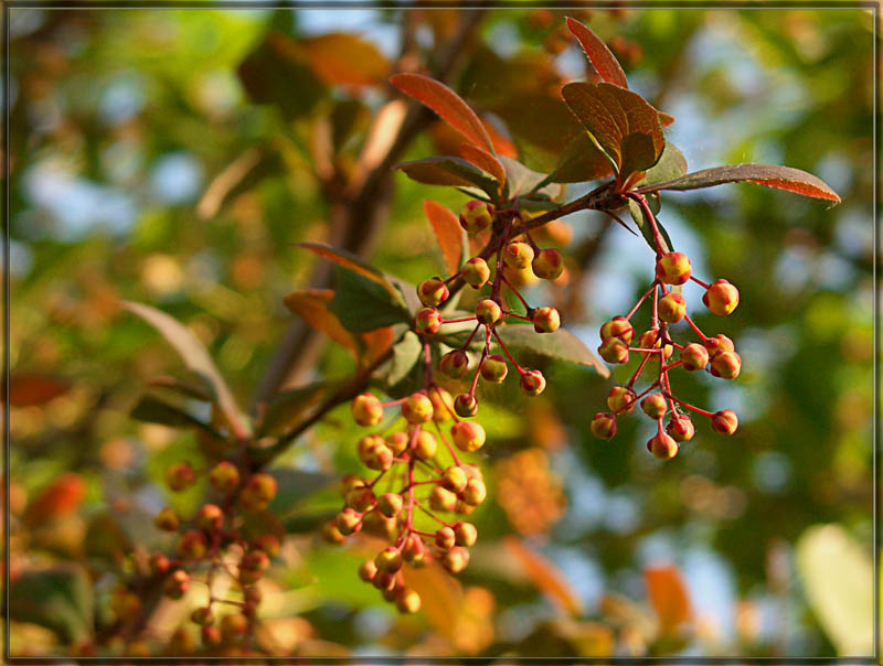 Цвет природа