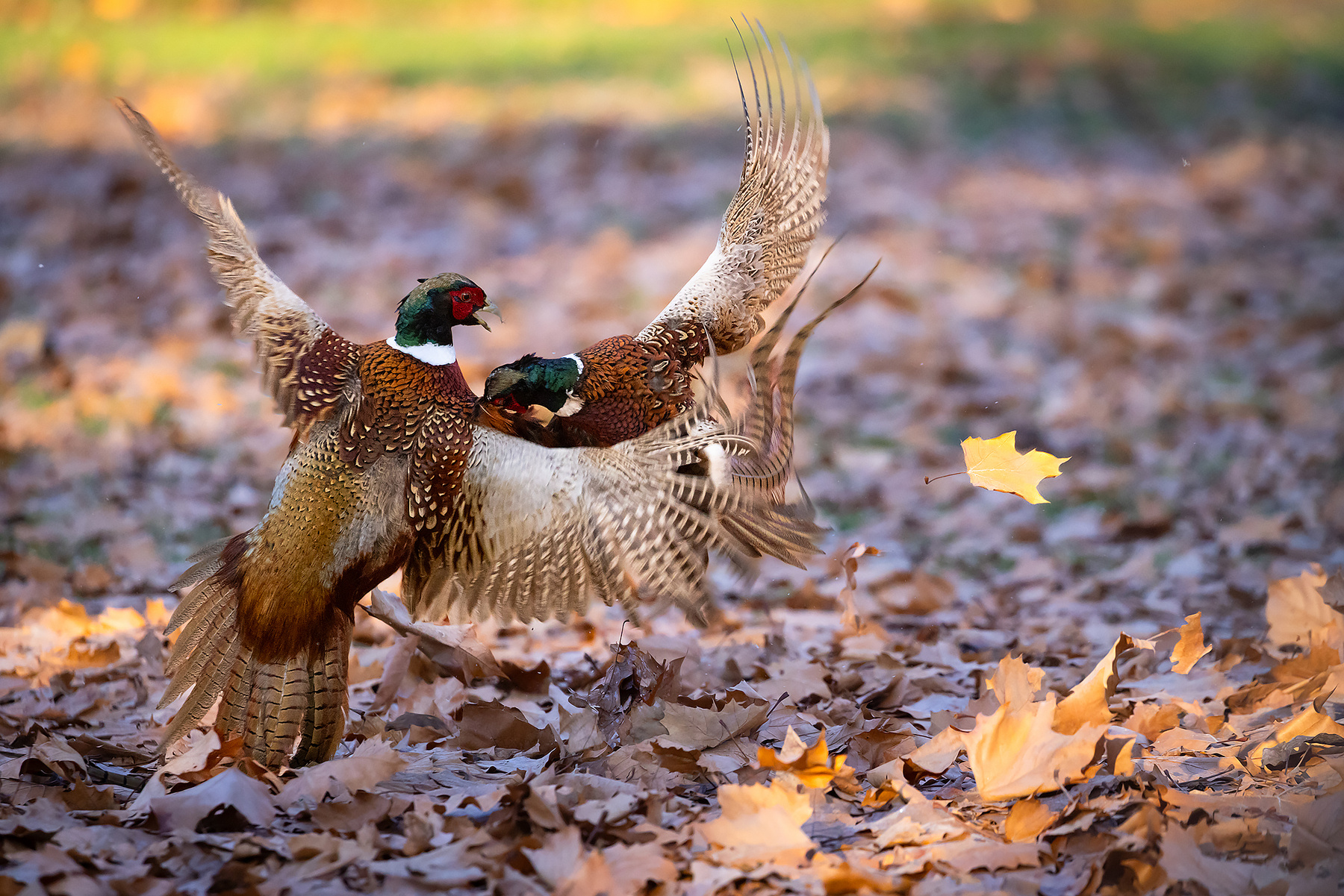 Duel 