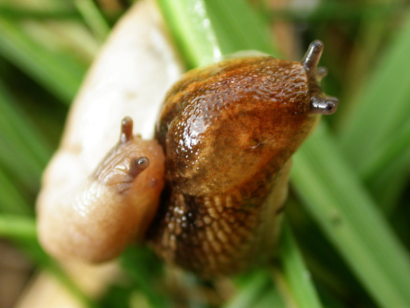 slug love улитка слизь
