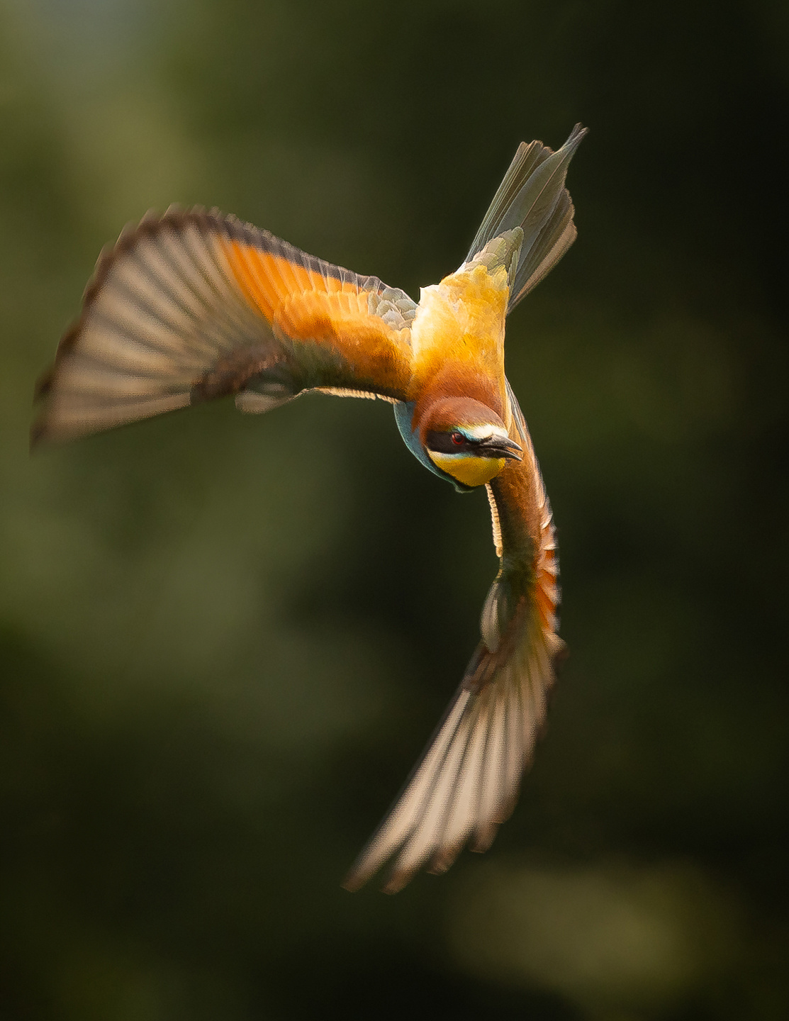 Bee-eater 