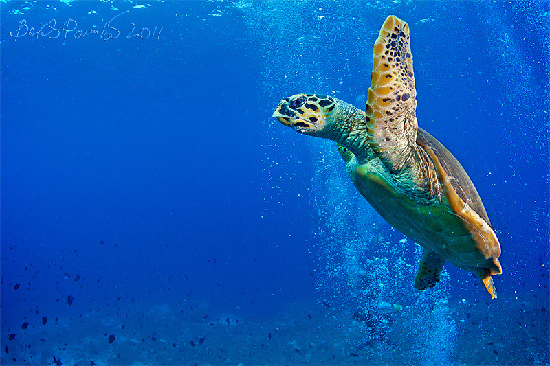 на задержке дыхания бисса черепаха каретта Мальдивы дайвер Hawksbill turtle Maldives anion