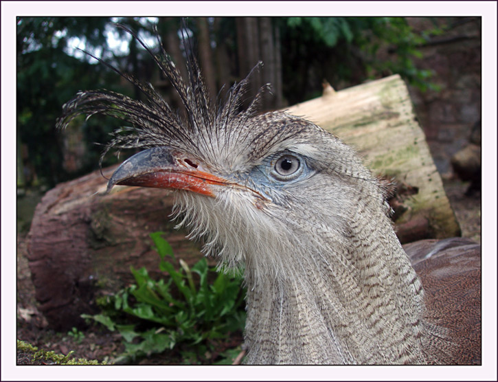 Почему птицы гордые? Edinburgh ZOO
