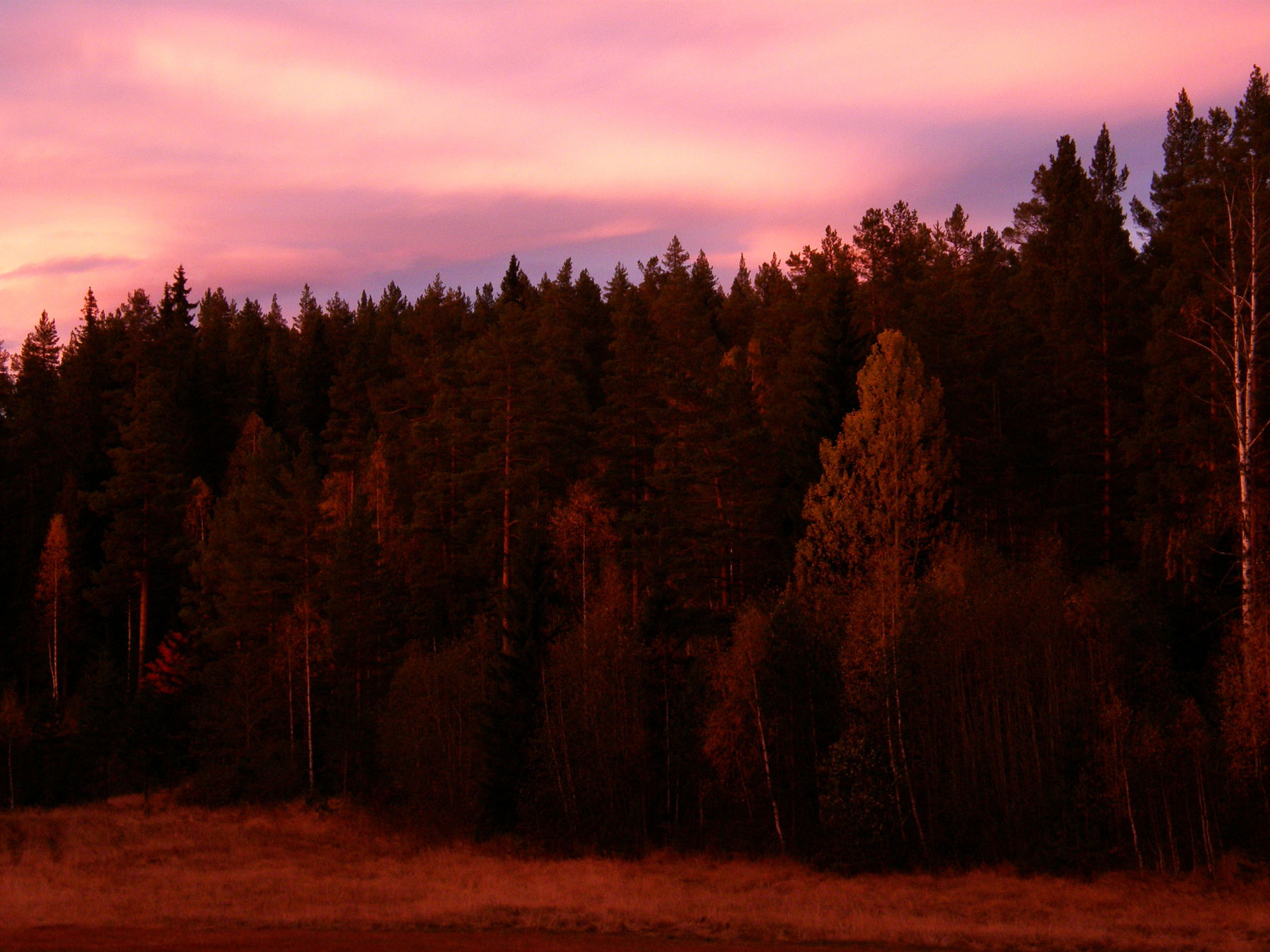 Pink Sunset 