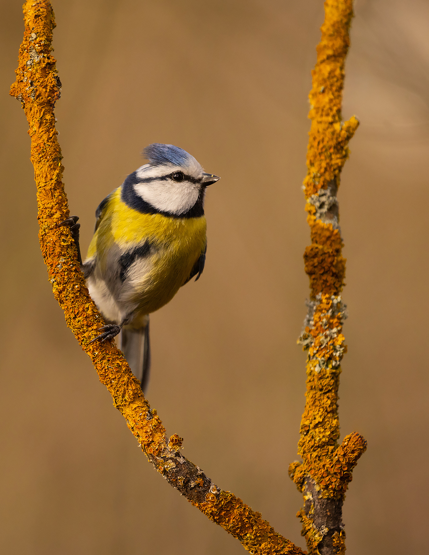Titmouse 