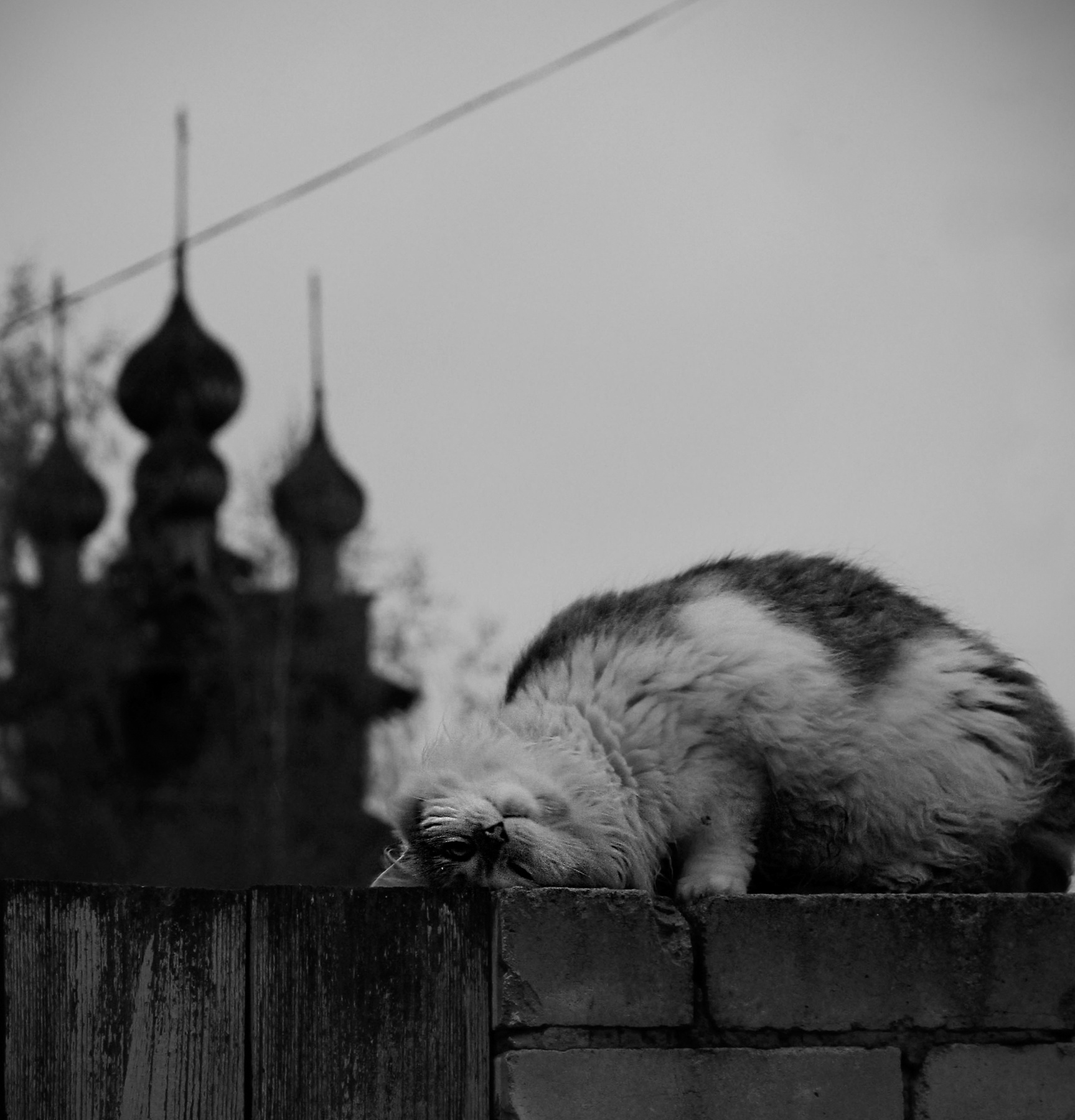 Костромской котик 