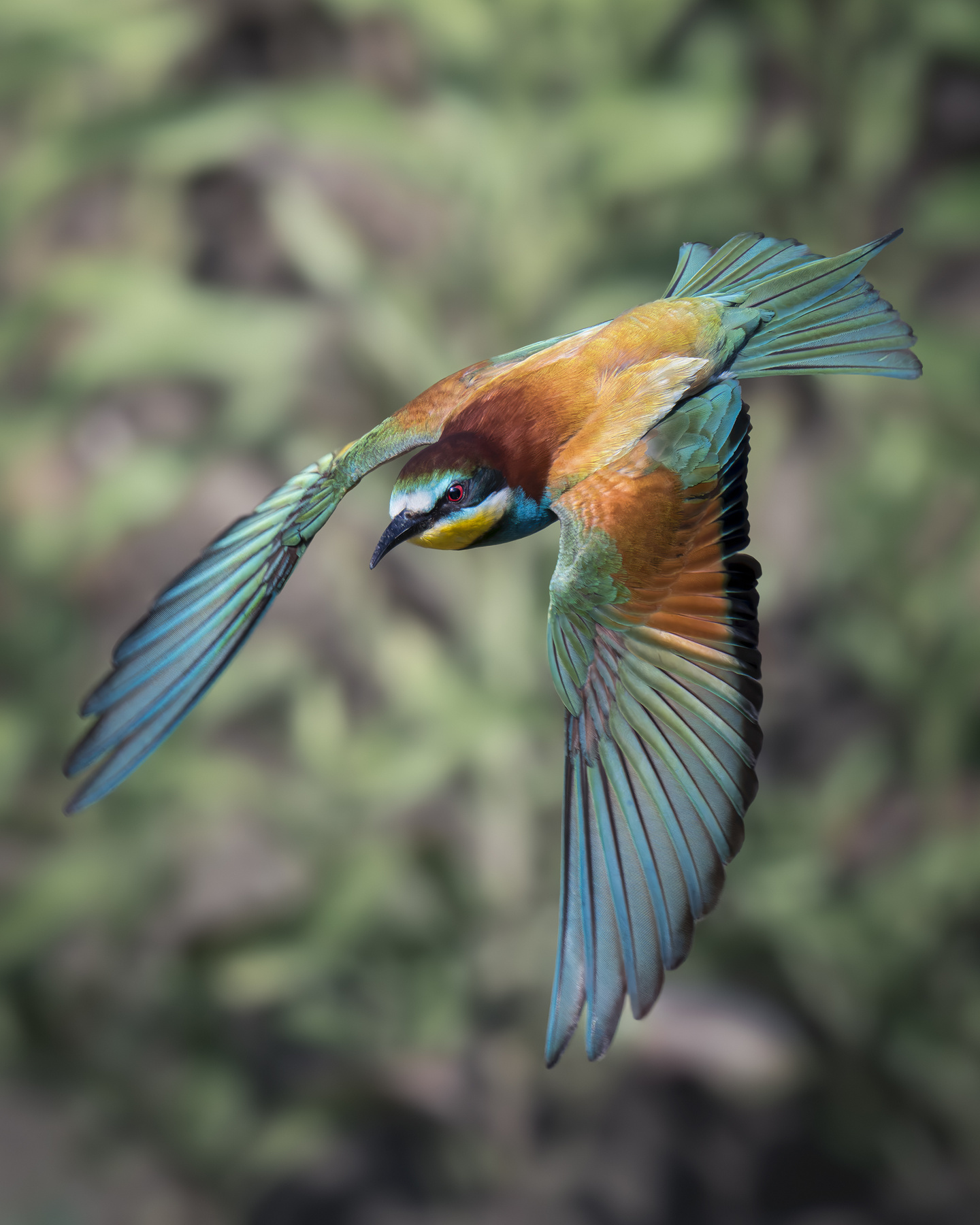 Золотистая щурка (Merops apiaster) 